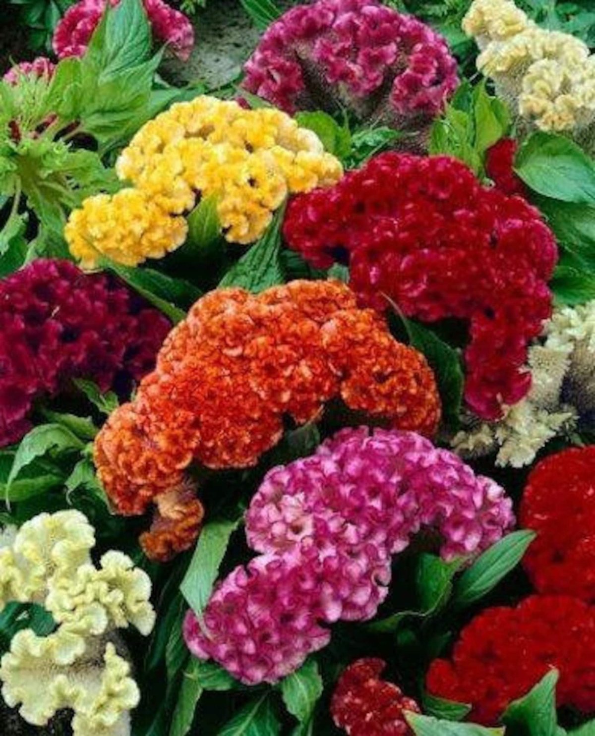 Целозия гребенчатая смесь