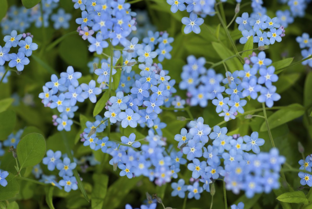 Сорт незабудки Блю Сильва» (Blue Sylva)