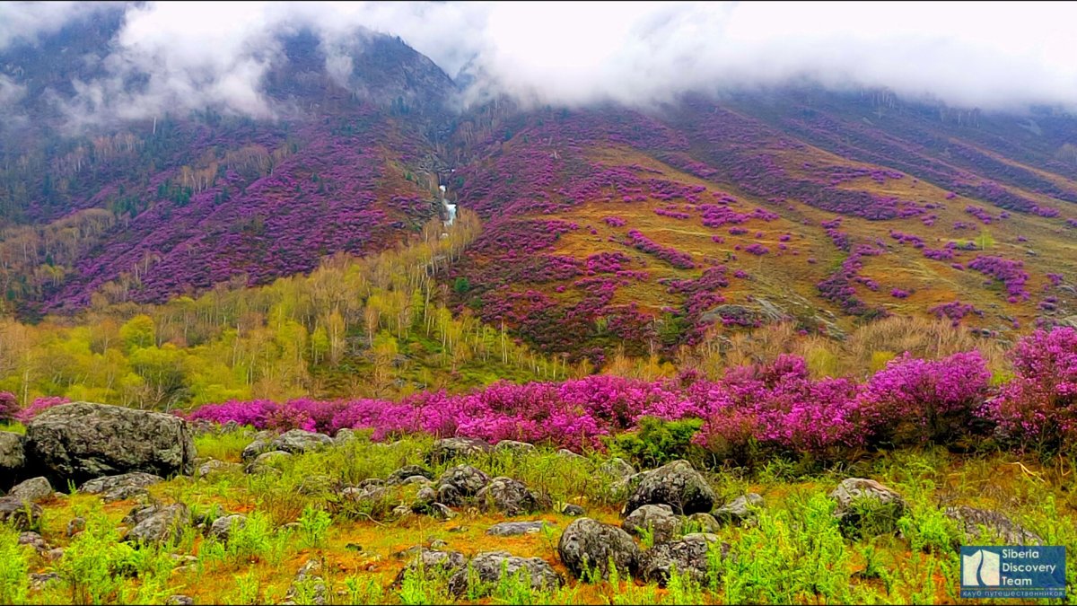 Маральник на Алтае
