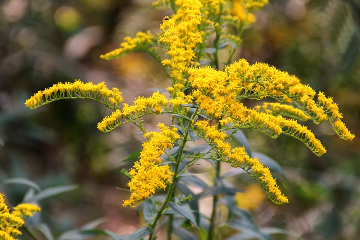 Solidago missouriensis