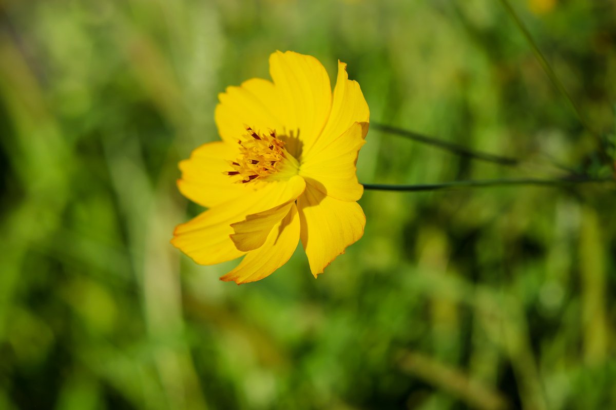 Buttercup цветок