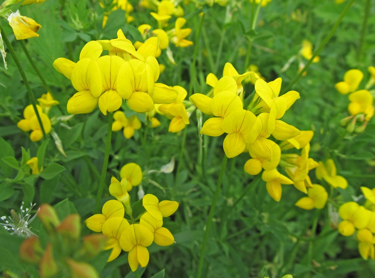 Чина Луговая (Lathyrus pratensis)