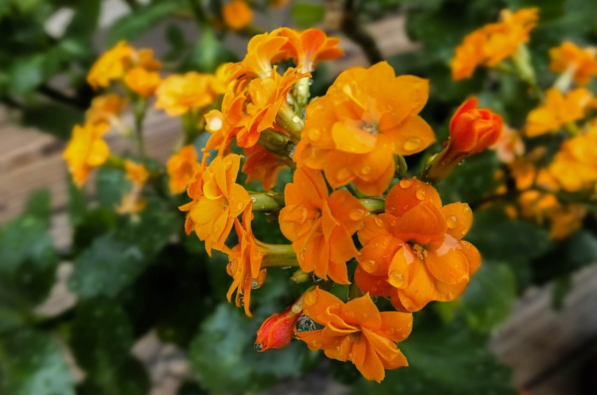 Каланхоэ с оранжевыми цветами