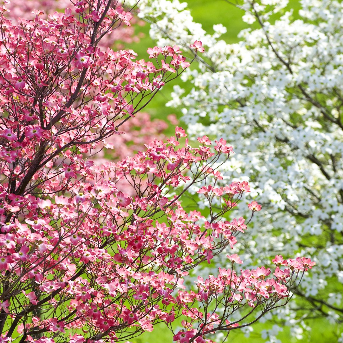 Dogwood Канада