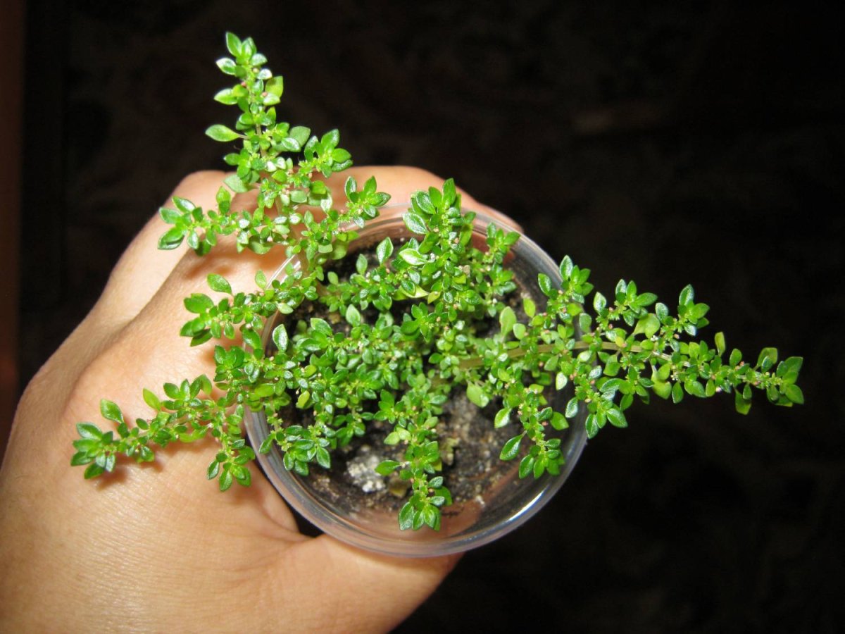 Пилея мелколистная (Pilea microphylla).
