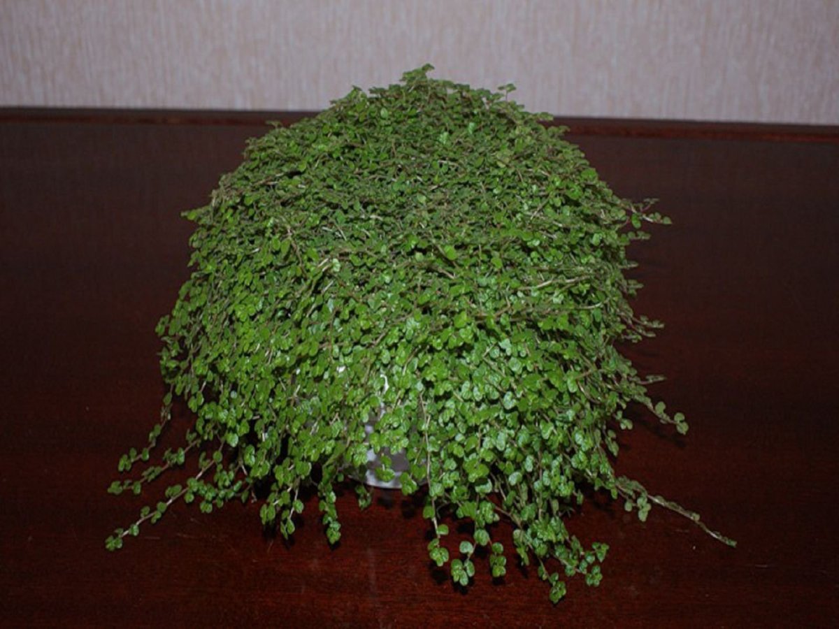 Солейролия Изумрудная