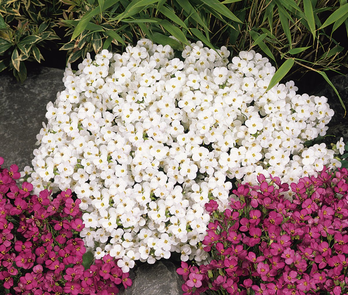 Белые невысокие многолетние цветы