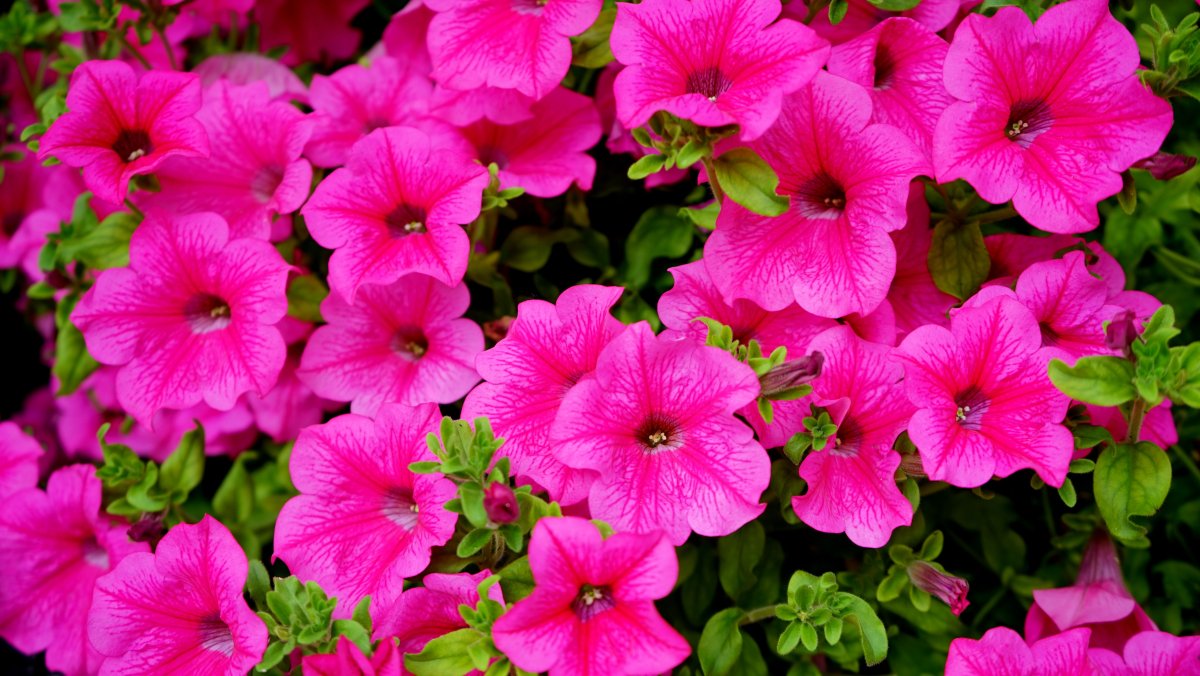 Петуния Surfinia hot Pink