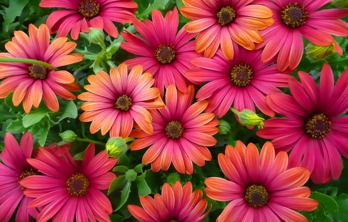 Остеоспермум (Osteospermum)