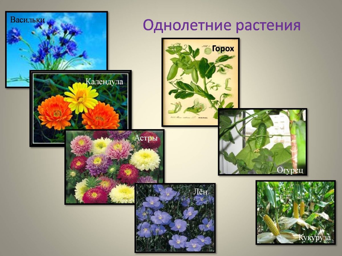 Однолетние растения