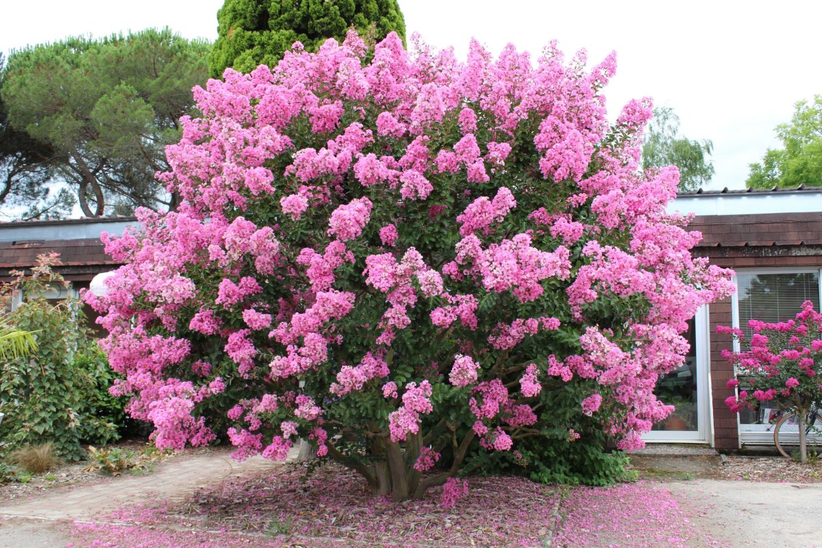 Lagerstroemia Mystic Majestic