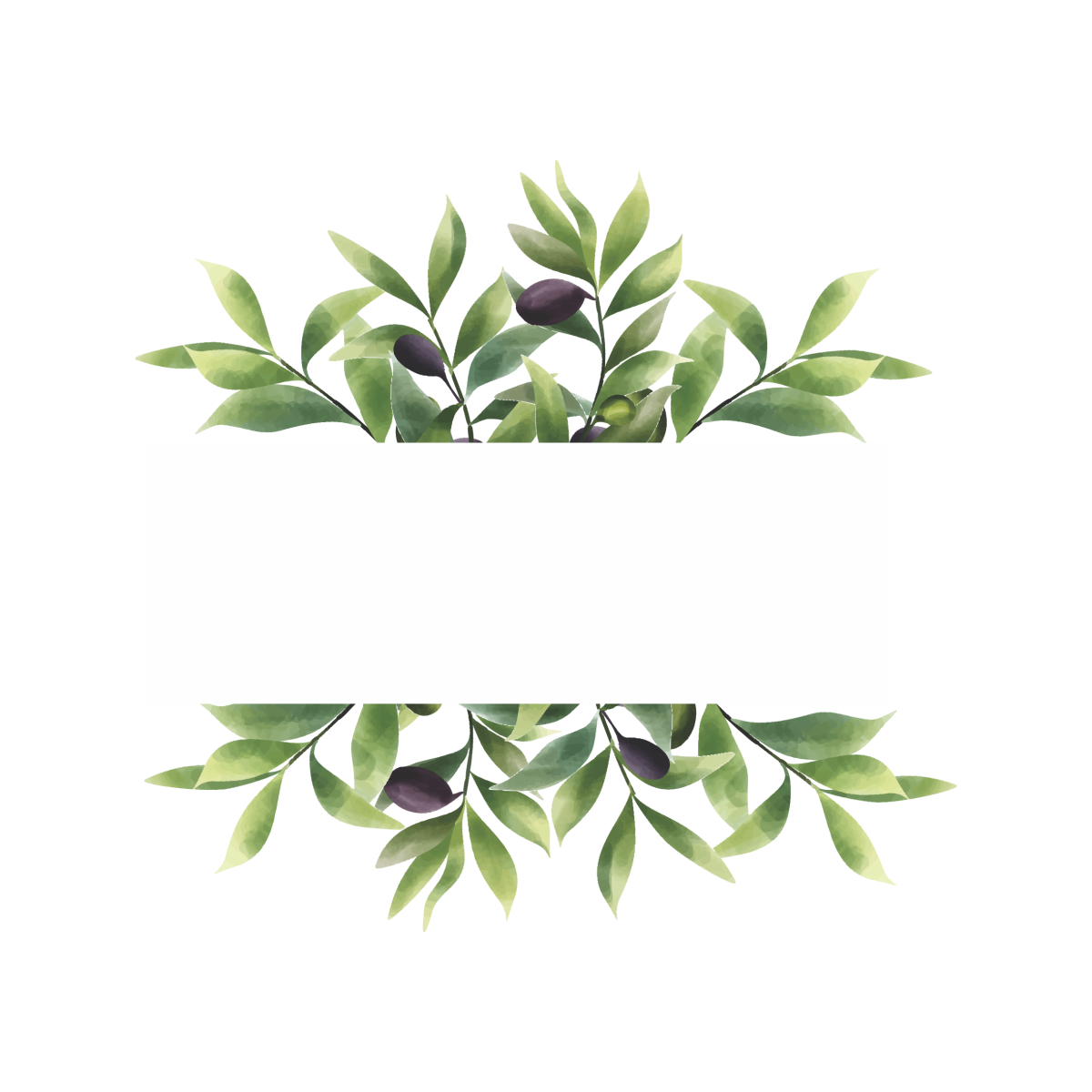 Листья оливы (Olive Leaf)
