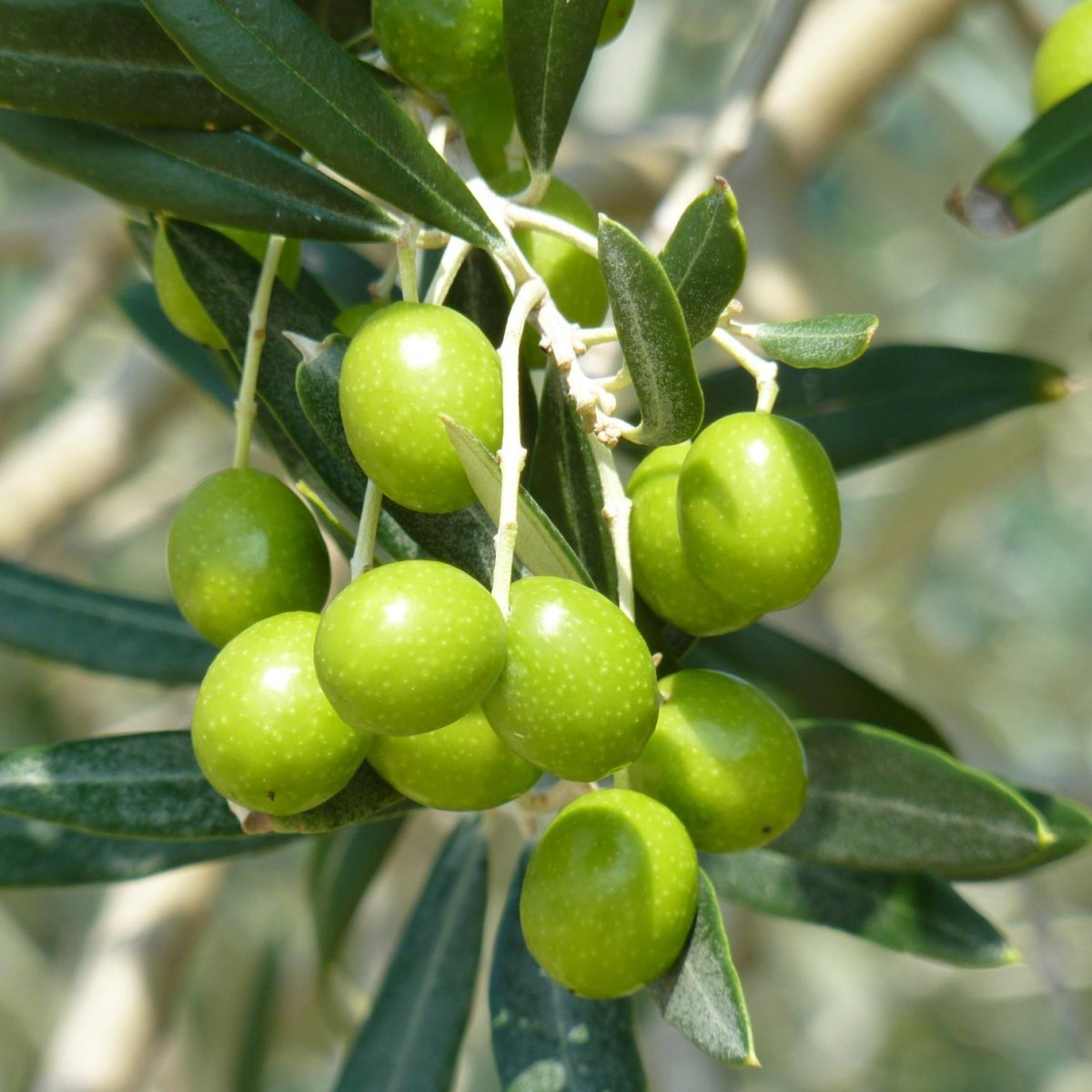 Маслина европейская - Olea europaea