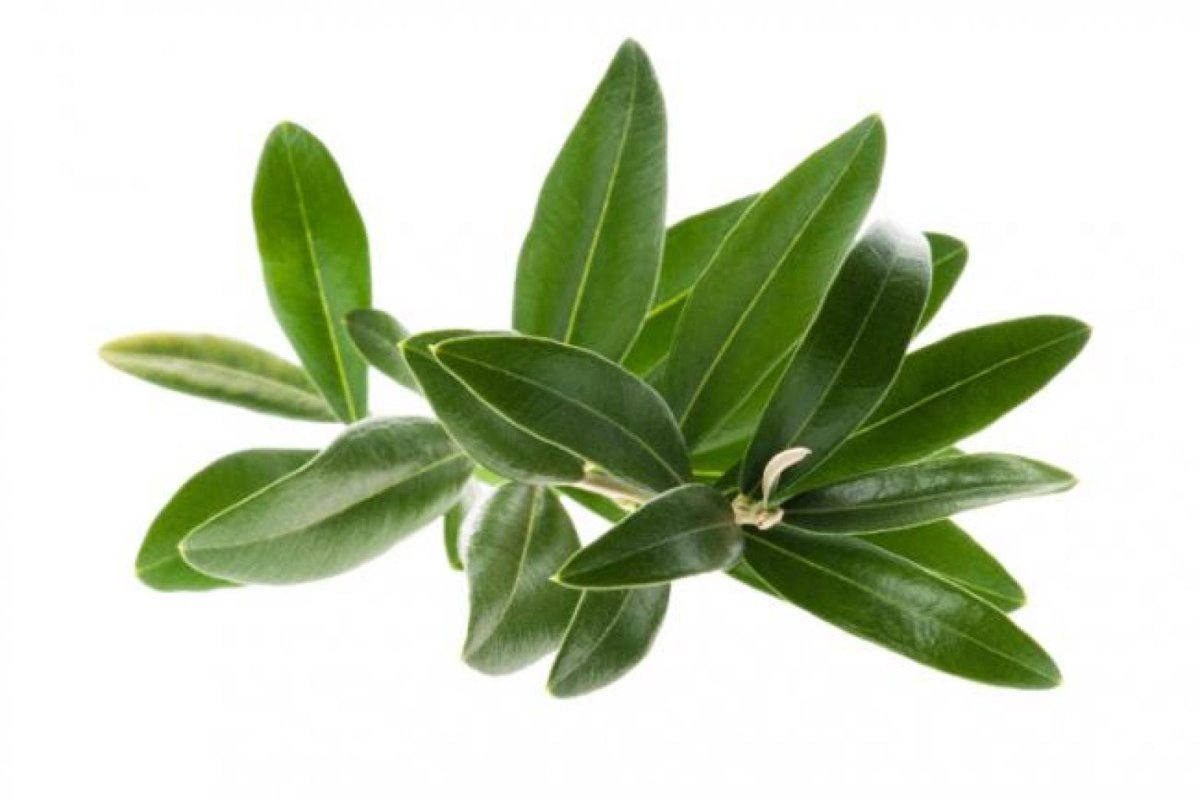 Лист оливы naturels Plus