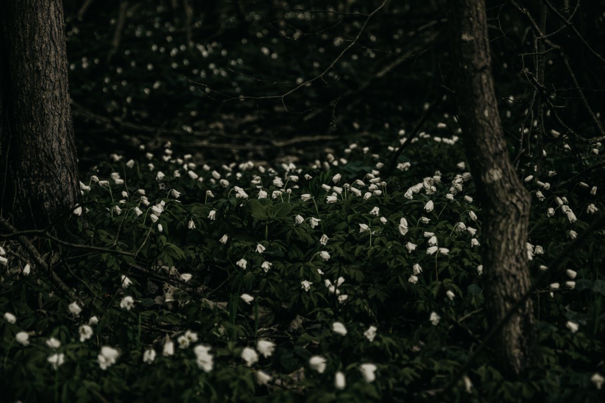 Белые лесные цветы