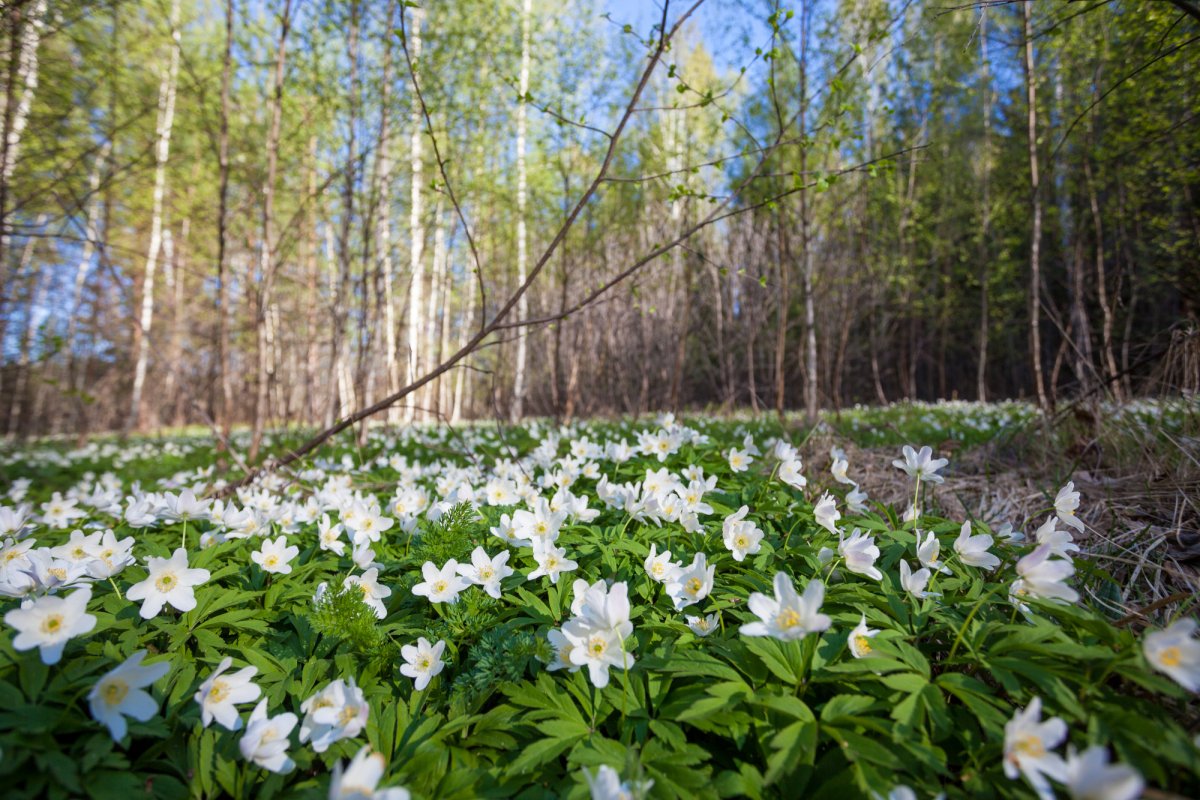 Кандыки подснежники Полянки