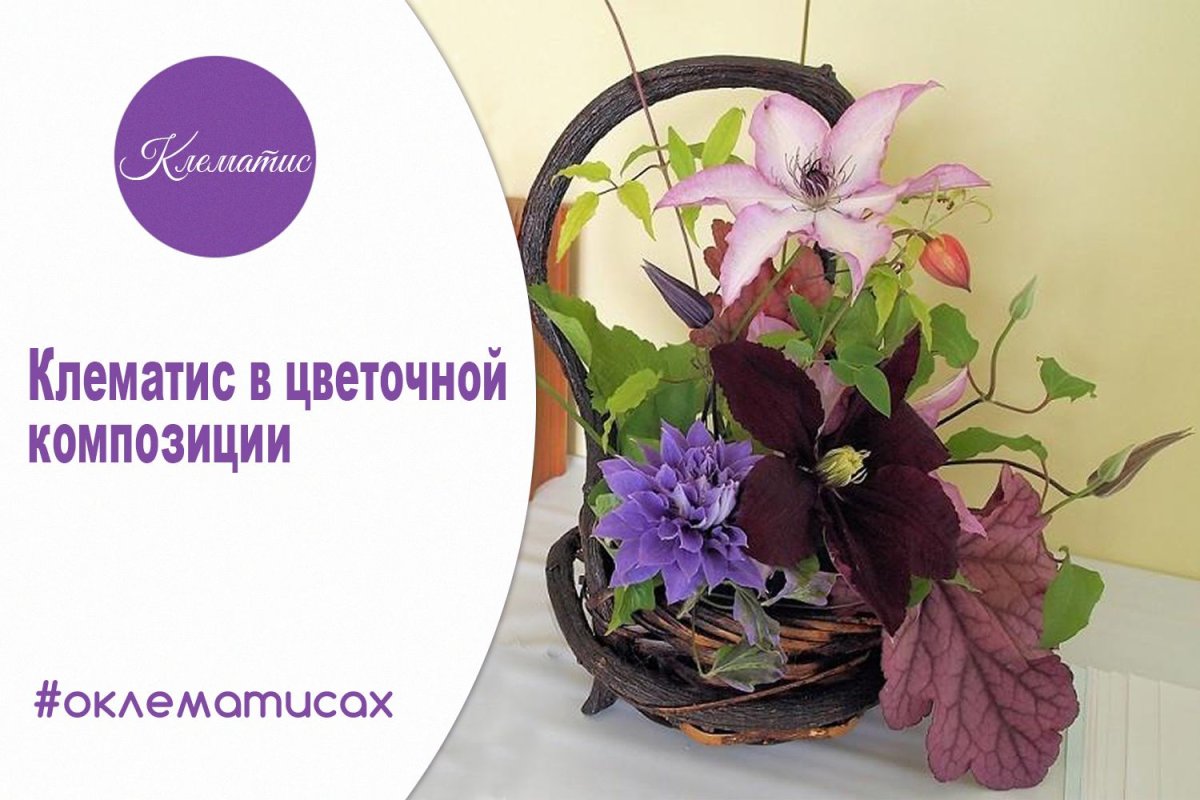 Белые клематис букет
