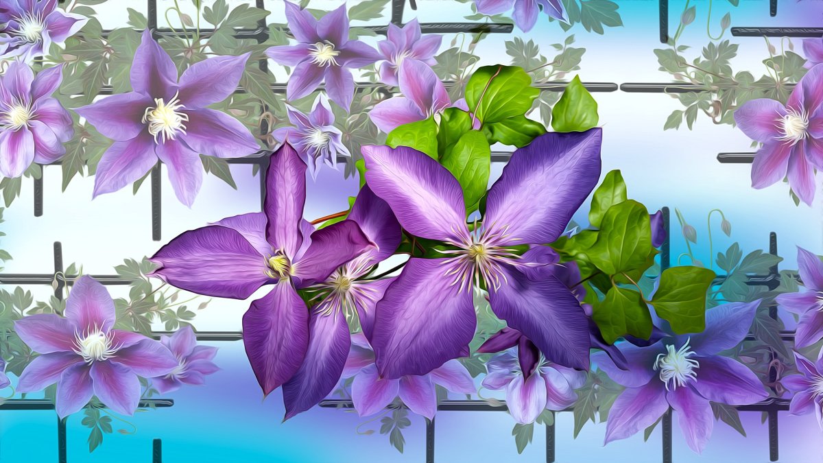 Клематис Графика