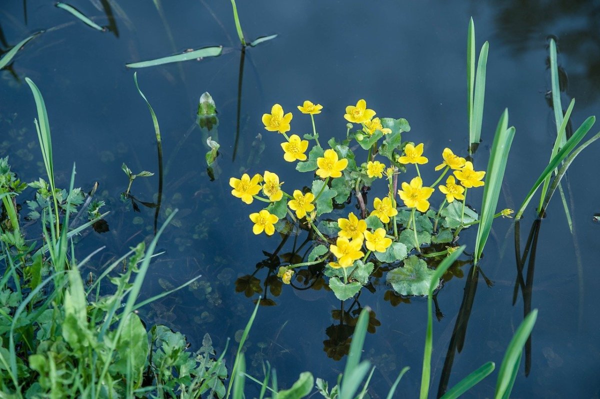 Водное растение с желтыми цветами