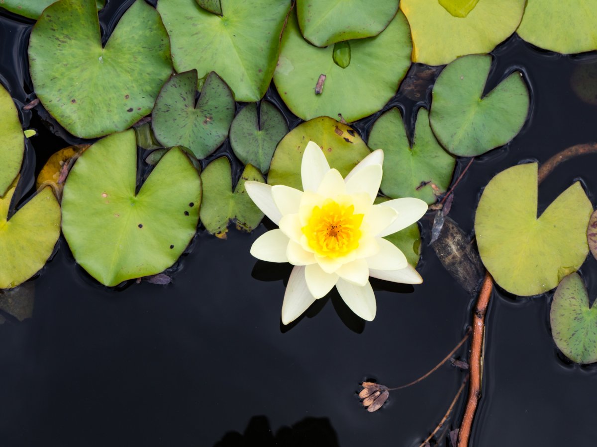 Цветок лилии Lilypad