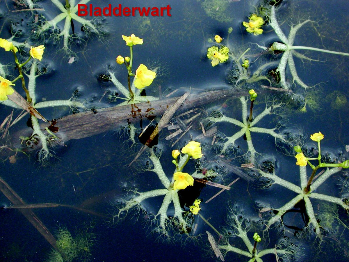 Bladderwort