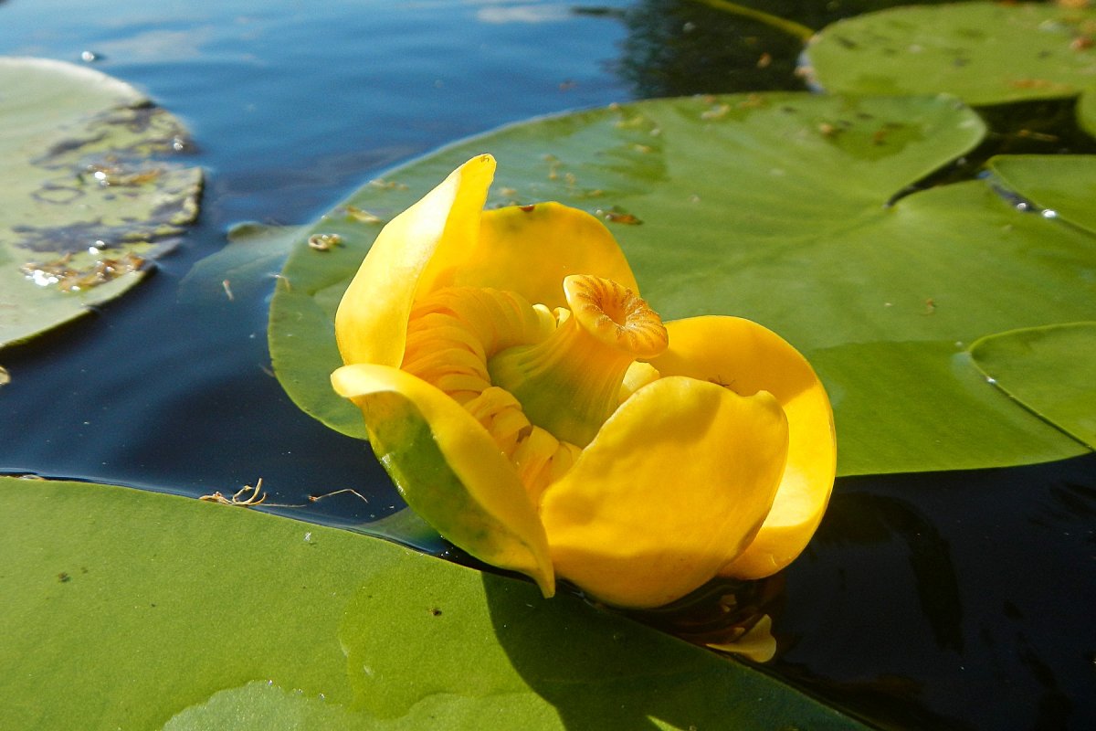 Кубышка малая Nuphar pumila