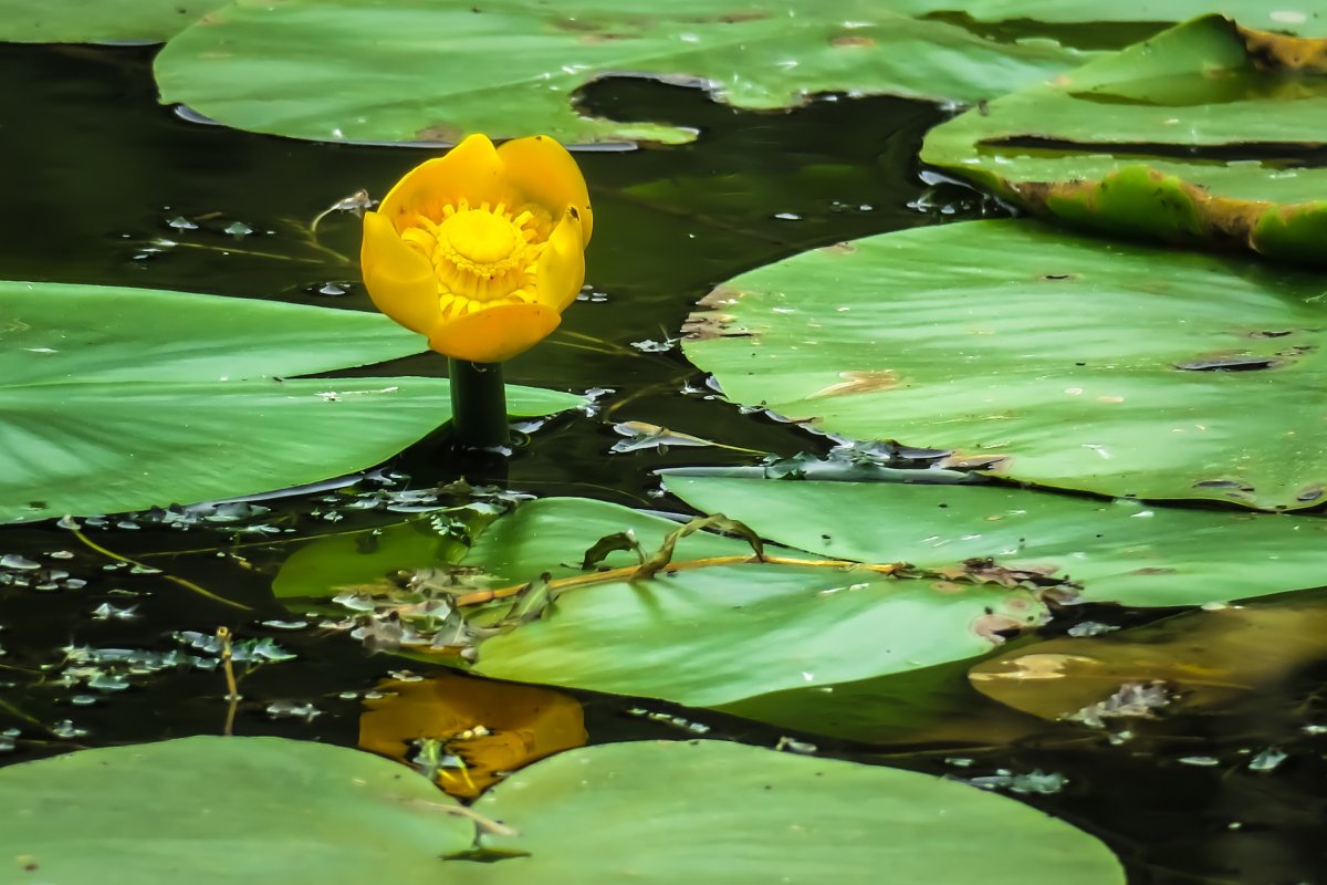 Кубышка (Nuphar)