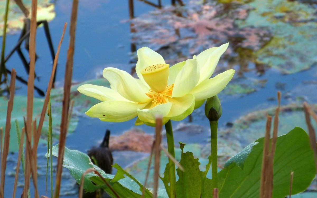 Желтый Лотос Nelumbo