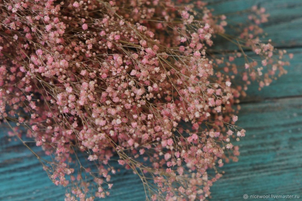 Персиковая гипсофила