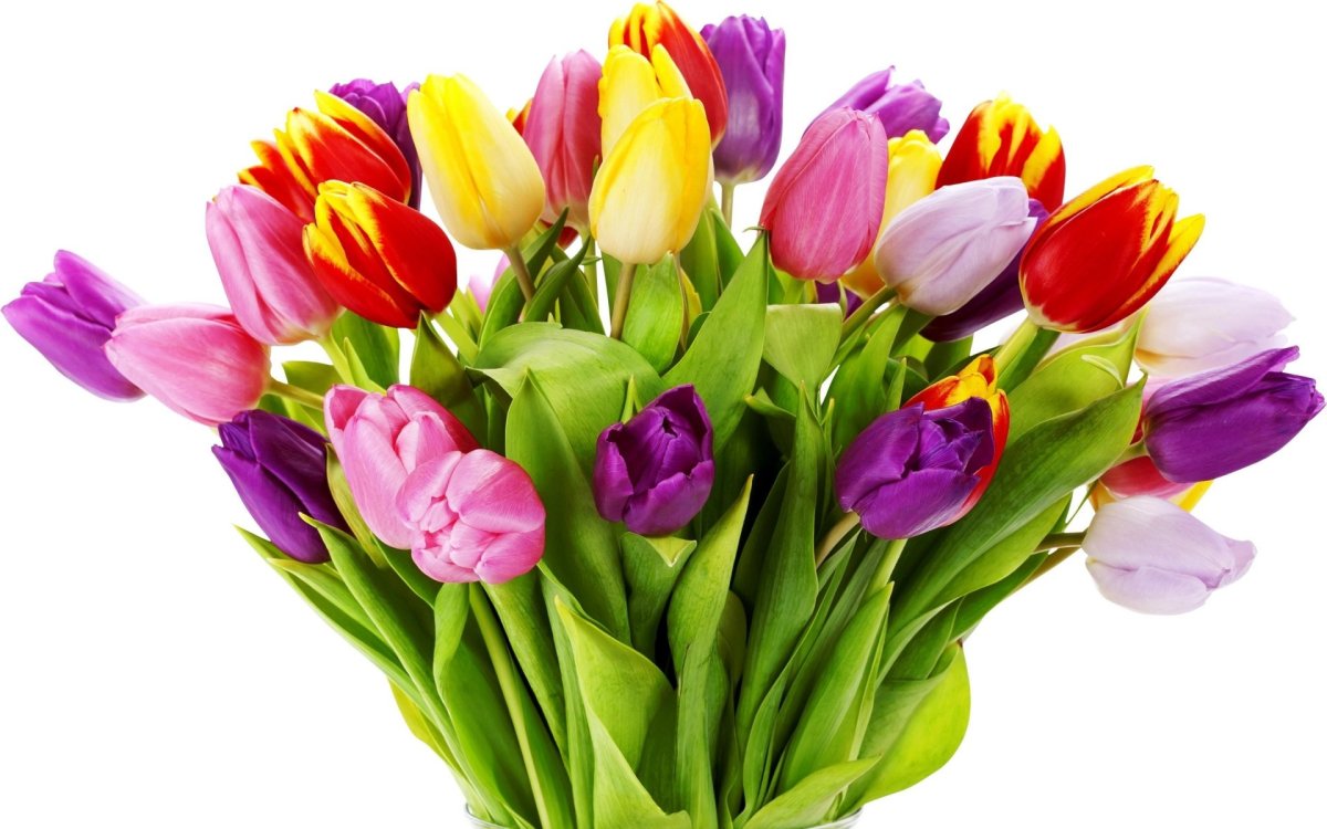 Фловерс Flowers цветы тюльпаны