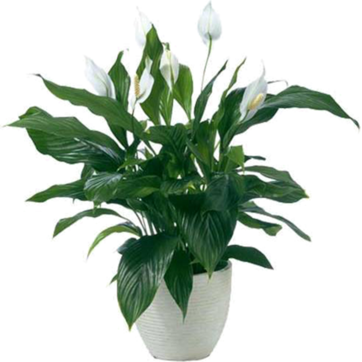 Спатифиллум Уоллиса (Spathiphyllum wallisii)