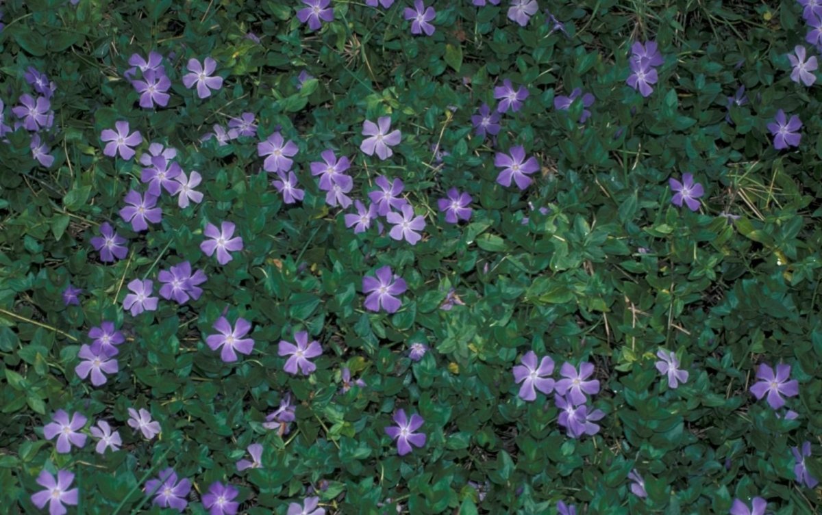 Стелющееся растение с фиолетовыми цветами