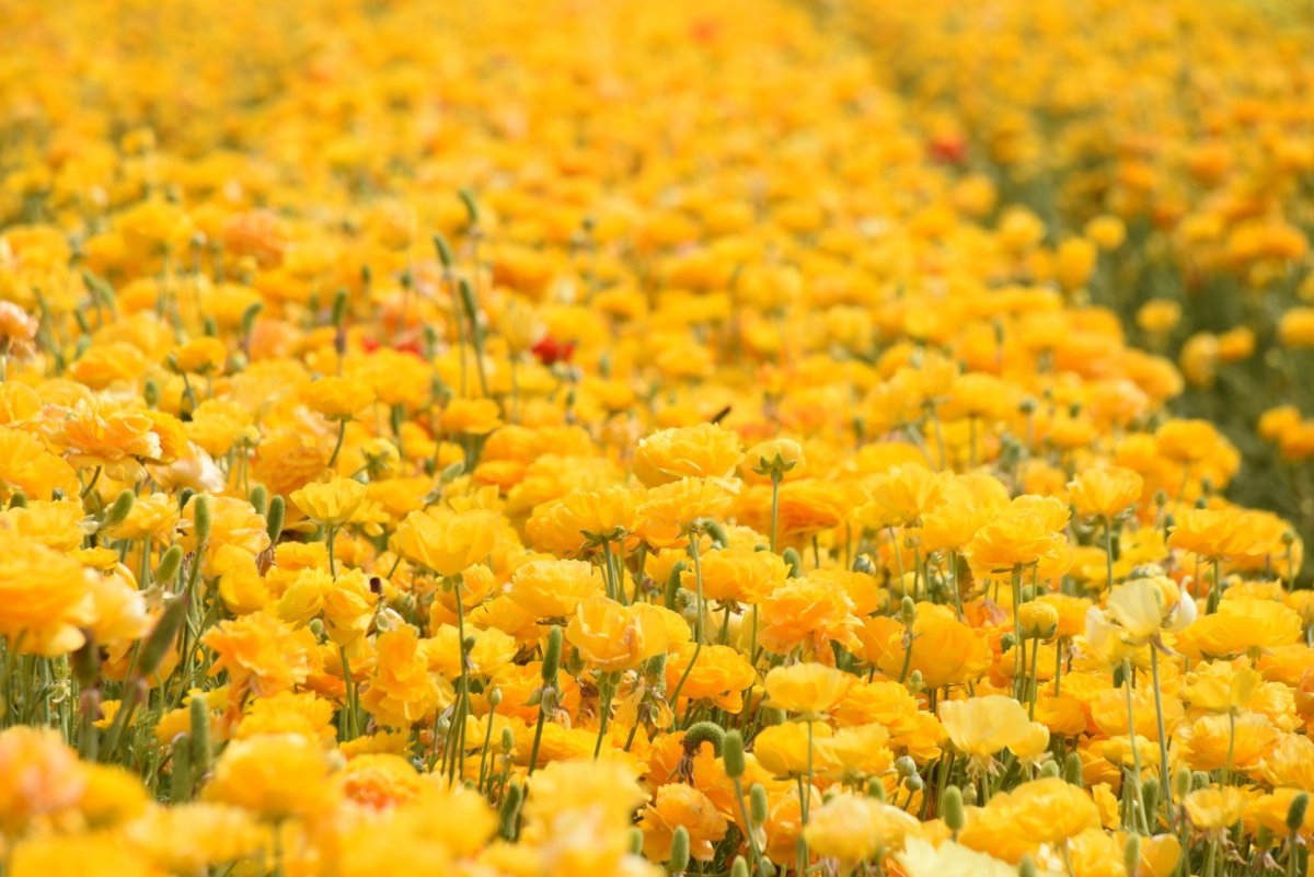 Маленькие желтые цветы в поле