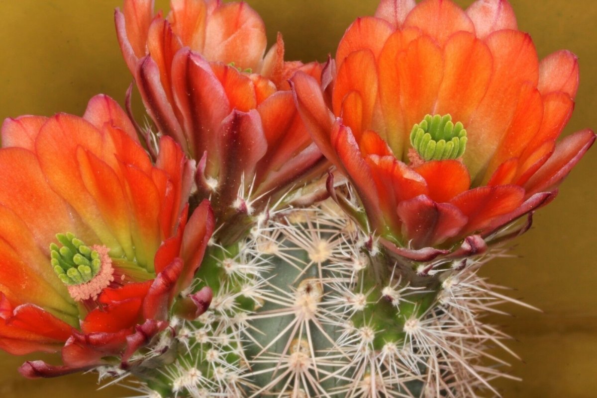 Echinocereus polyacanthus