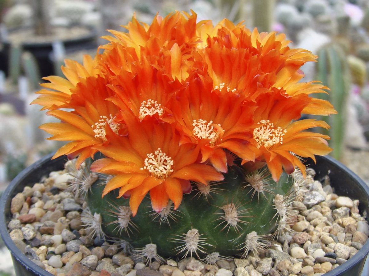 Weingartia neocumingii