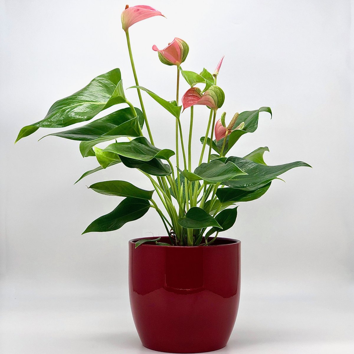 Anthurium 'arrow' - Антуриум
