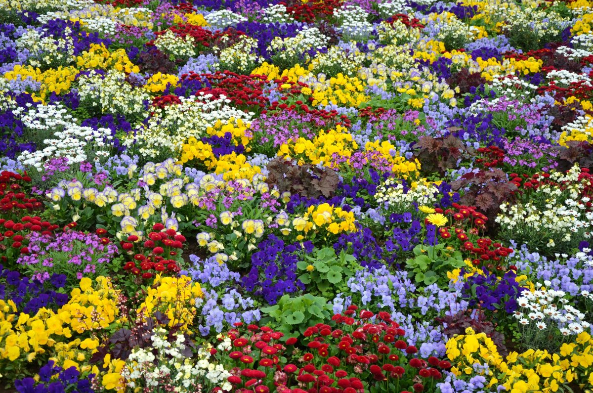 Разноцветные цветы на клумбе