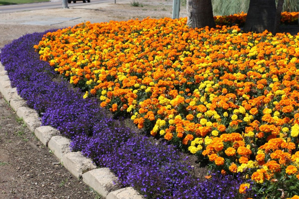 Цветник агератум бархатцы цинерария