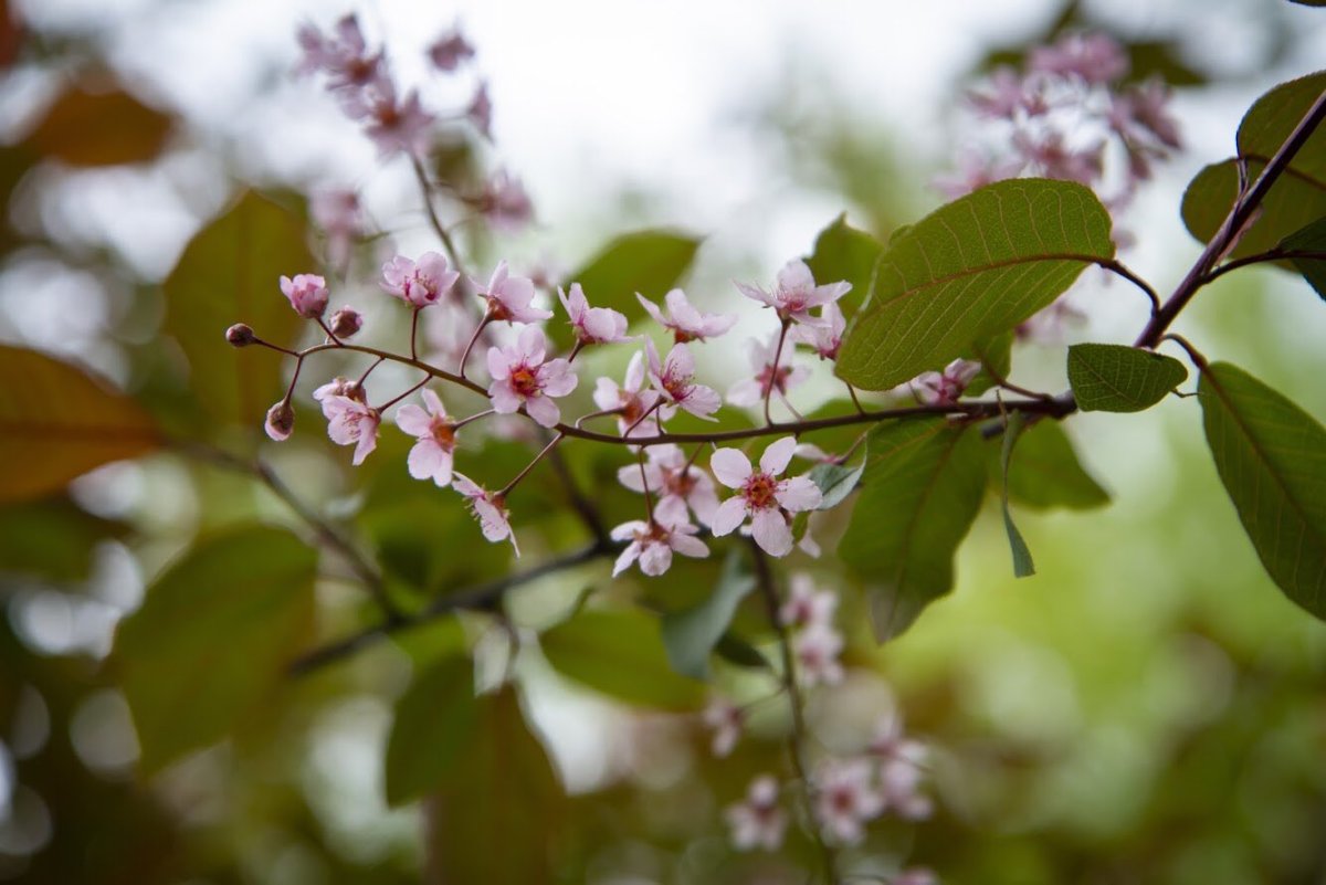 Черемуха обыкновенная `Колората` Prunus Padus `colorata`