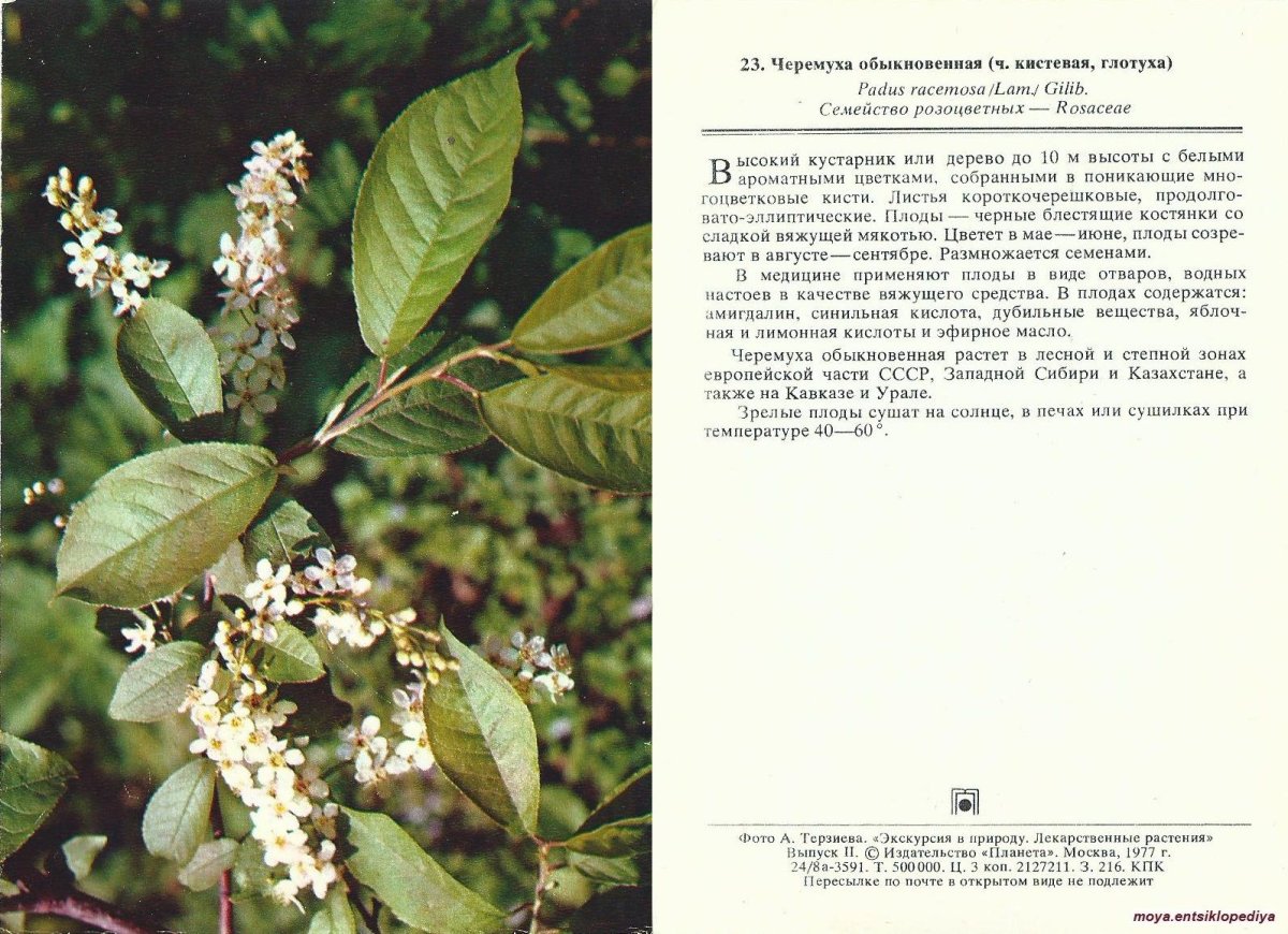Лекарственные растения черемуха обыкновенная