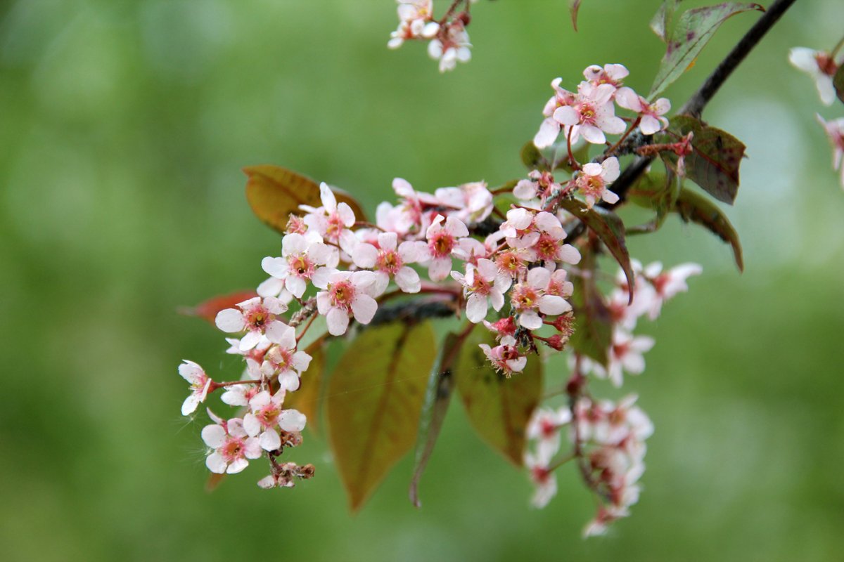 Черемуха обыкновенная "colorata" Prunus Padus "colorata"