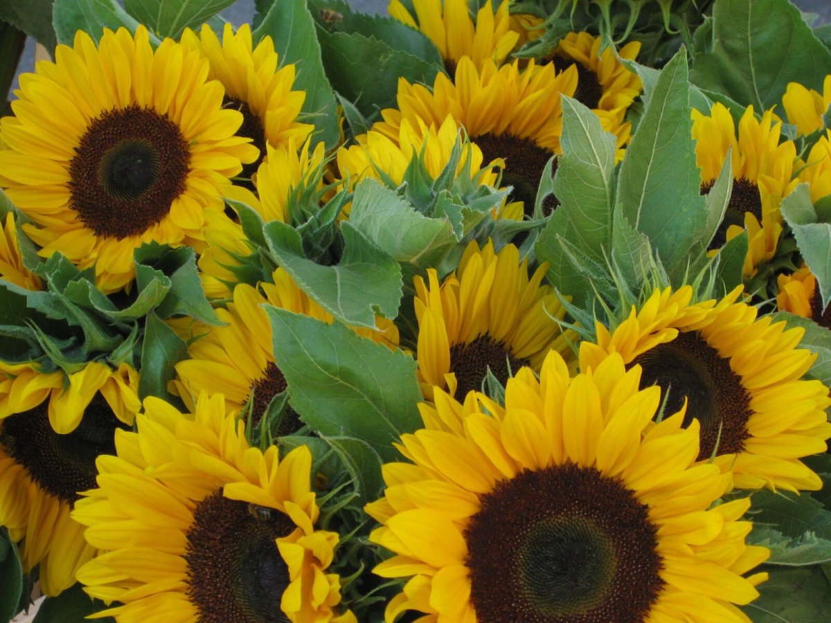 Sunflower гуль