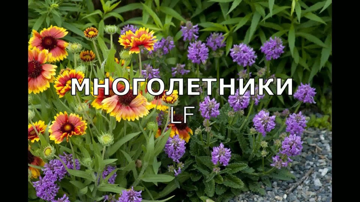 Гайлардия в цветнике