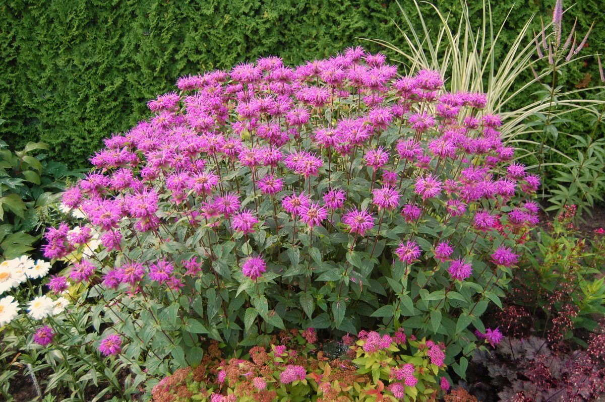 Monarda menthifolia