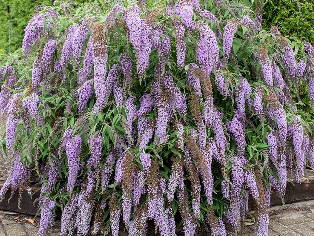 Buddleja davidii 'Lochinch'