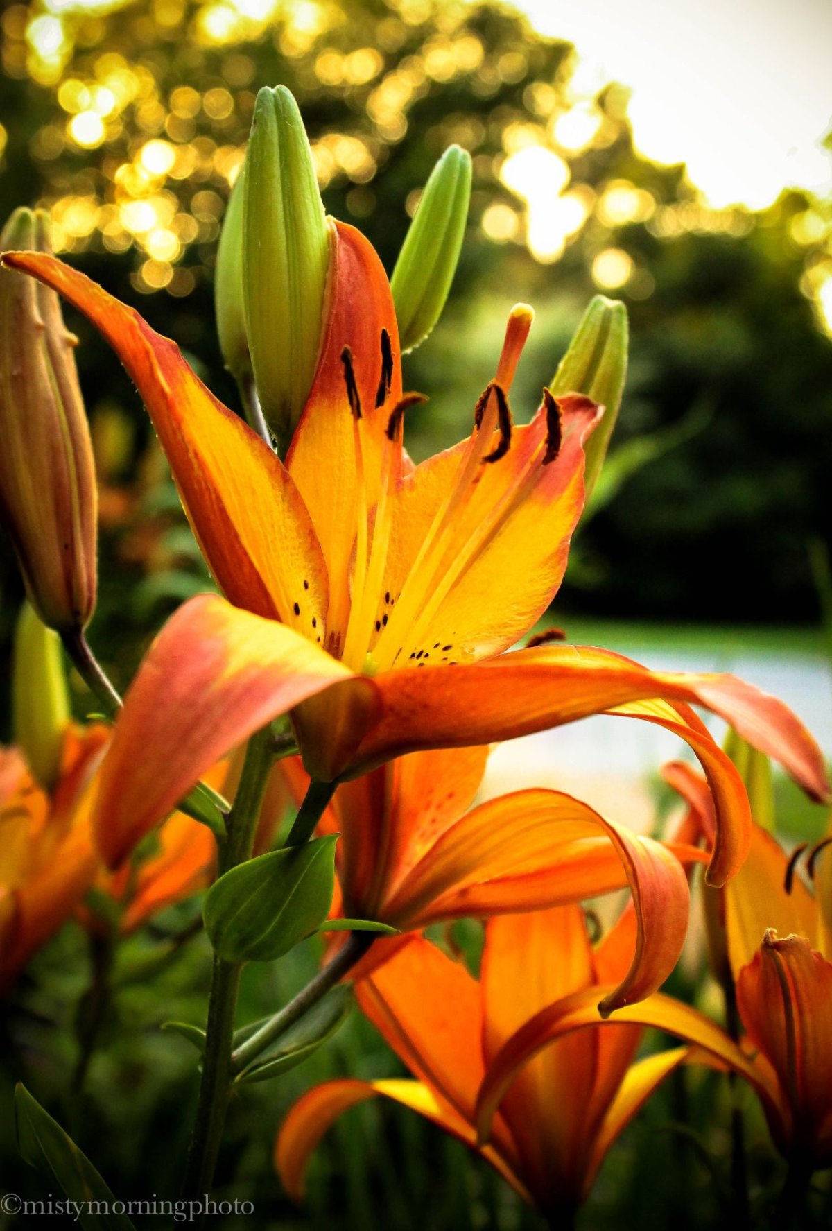 Лилия Orange ton