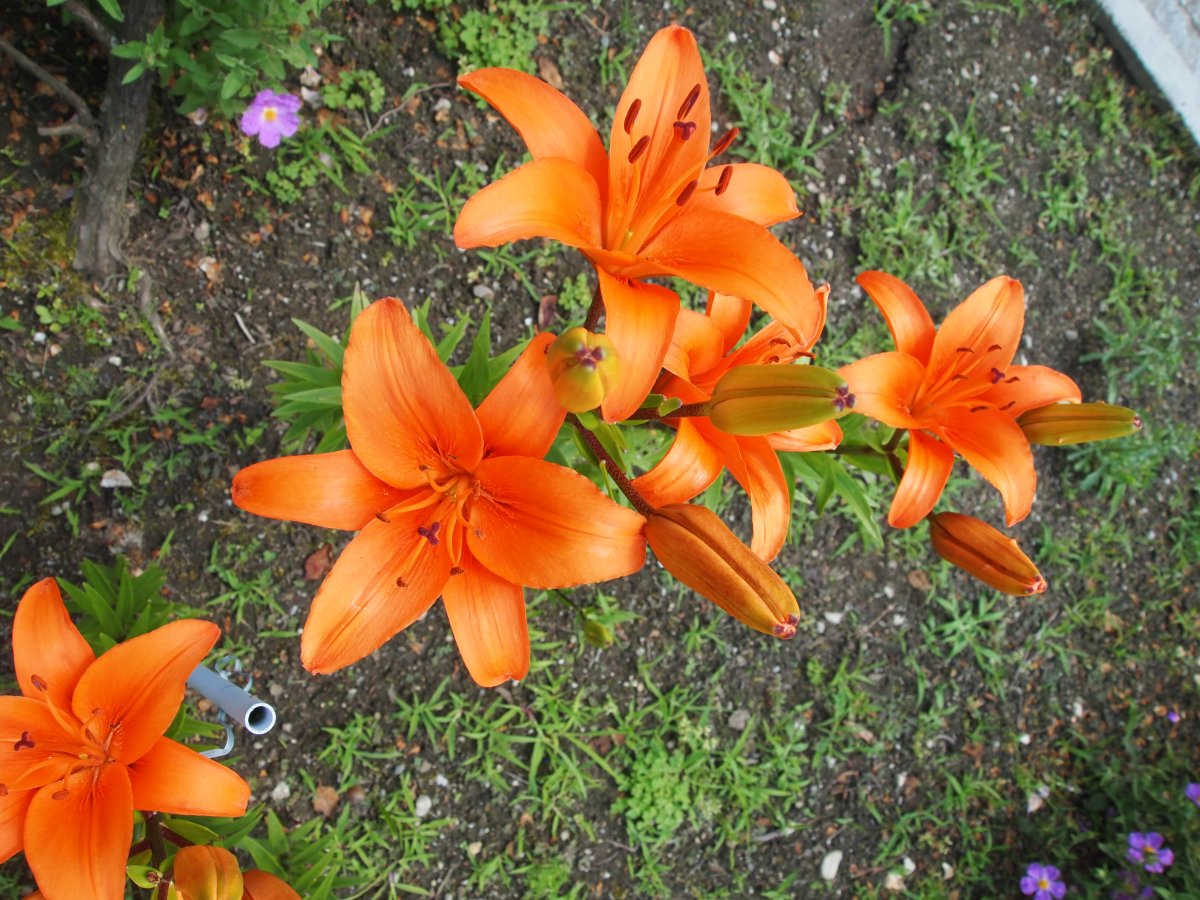Orange Flowers with names