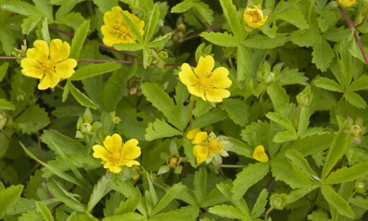 Potentilla reptans
