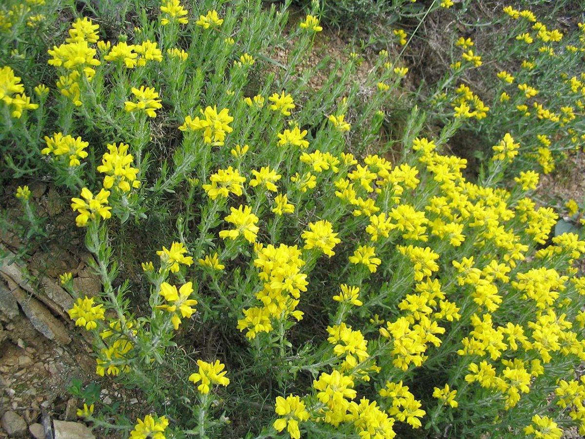 Испанский Дрок (Genista hispanica)