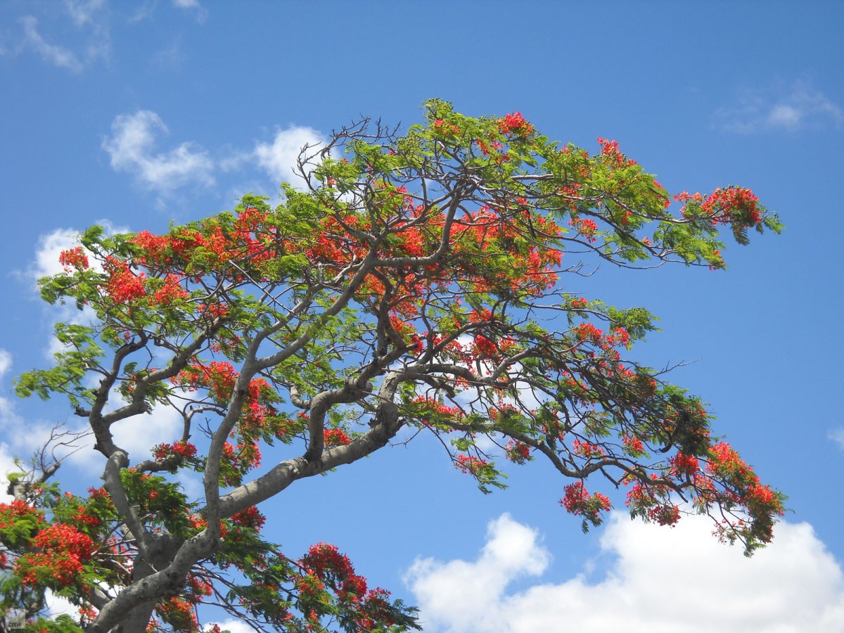 Delonix Regia (Делоникс)